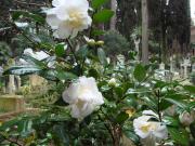 Cimitero Acattolico 2011 022